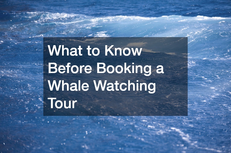 What to Know Before Booking a Whale Watching Tour